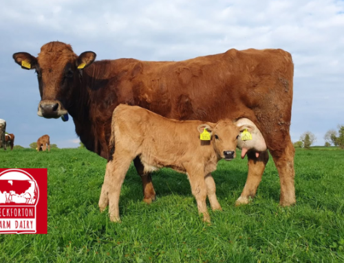 From Cheese to Circular Farming: Lessons from Peckforton Dairy