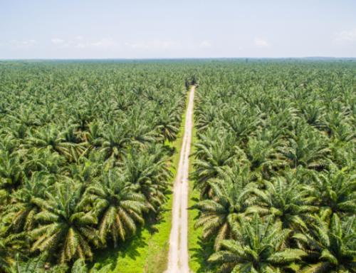 Why Palm Oil Matters: Choosing Better, Not Just Less